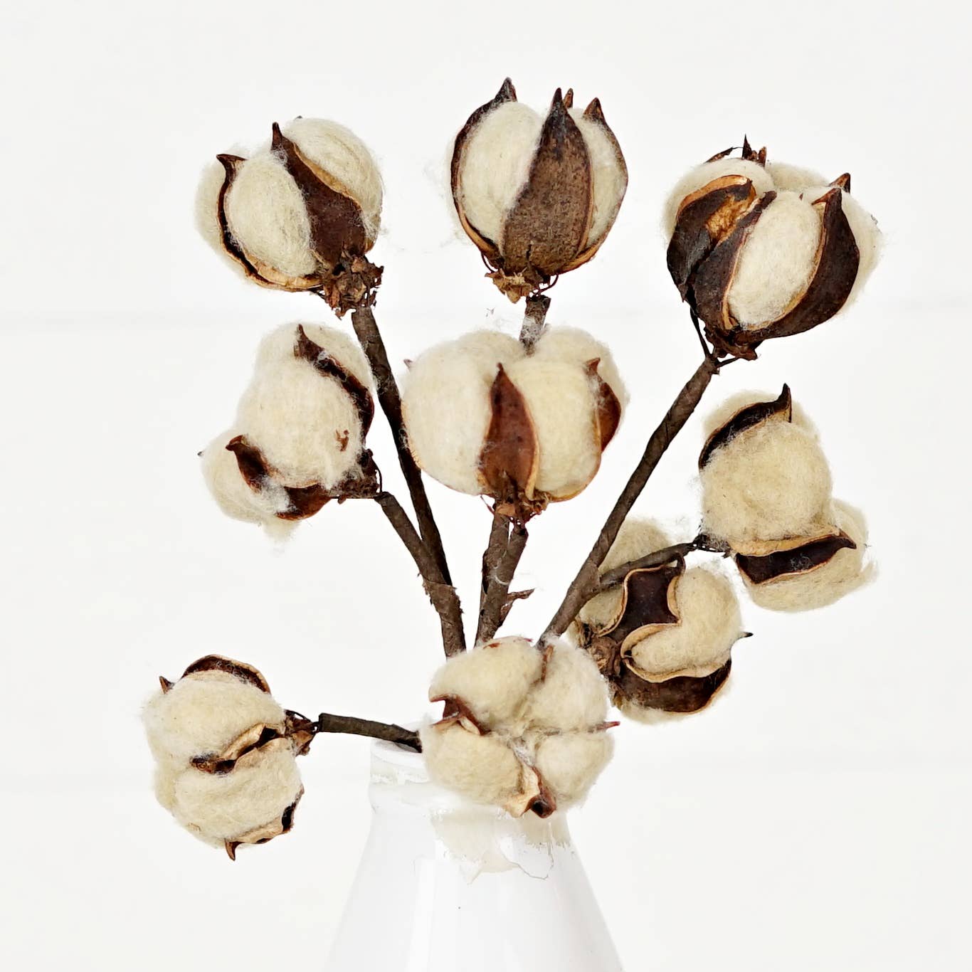 Tea-stain Cotton Bush - 13"