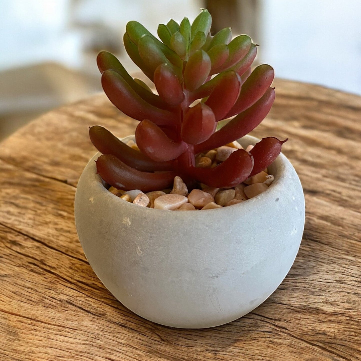 Mini Succulent - 6 Styles