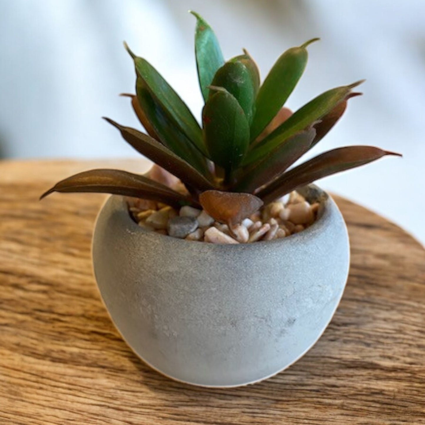 Mini Succulent - 6 Styles