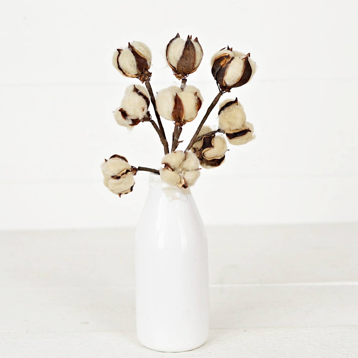 Tea-stain Cotton Bush - 13"