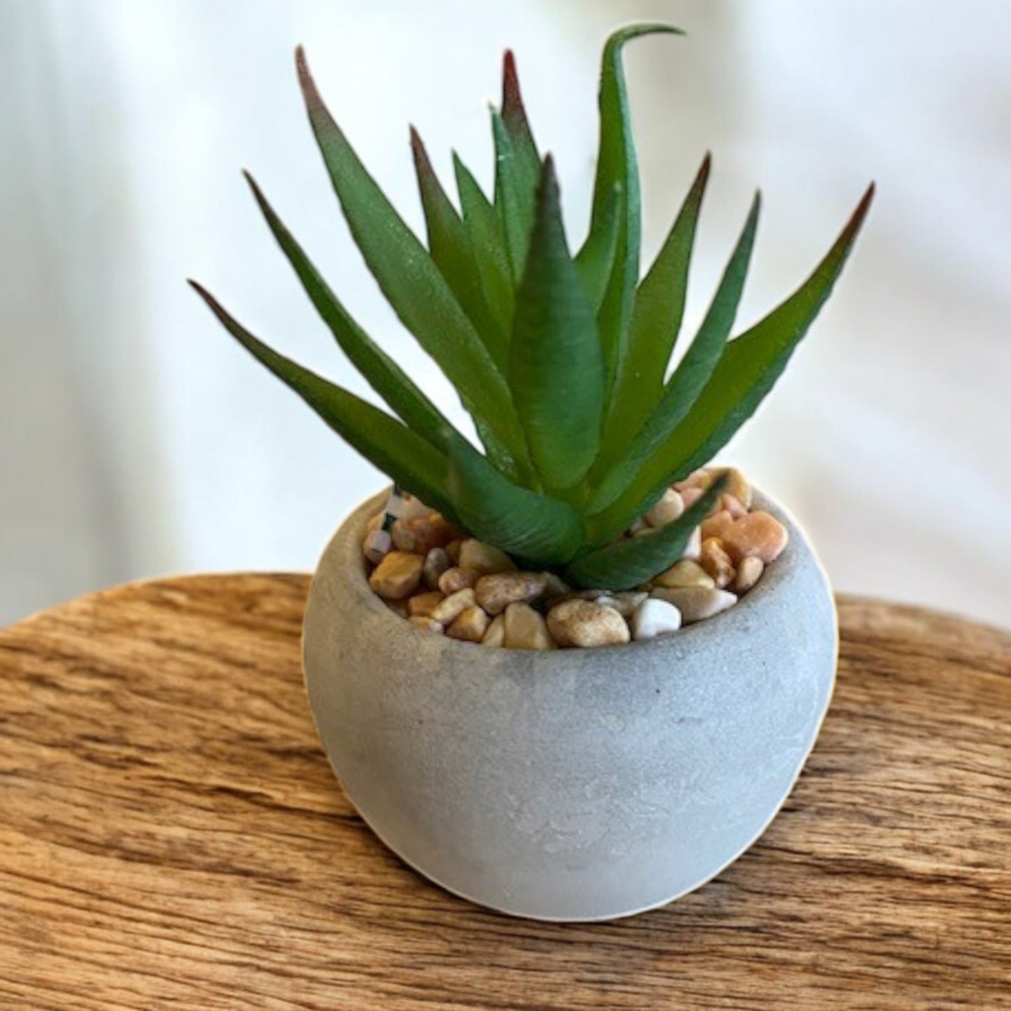 Mini Succulent - 6 Styles