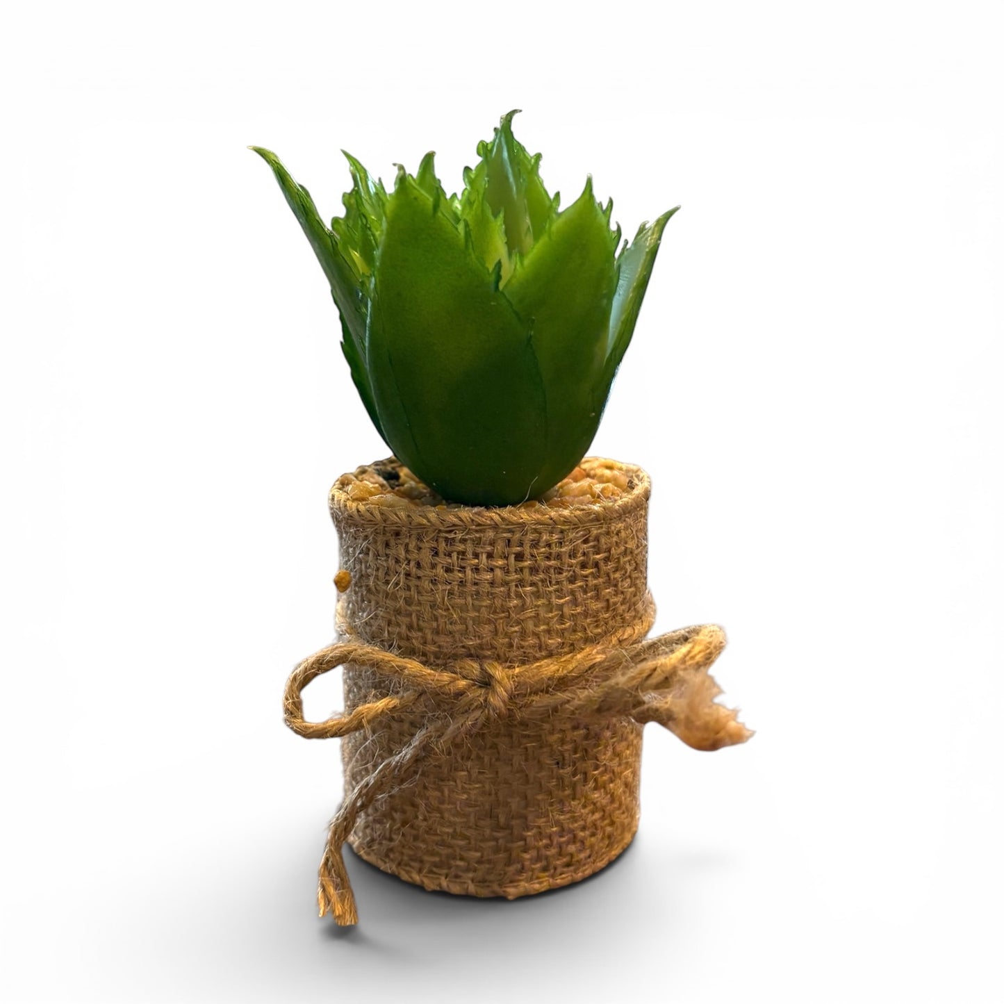 Succulents in Burlap Wrap - 4"
