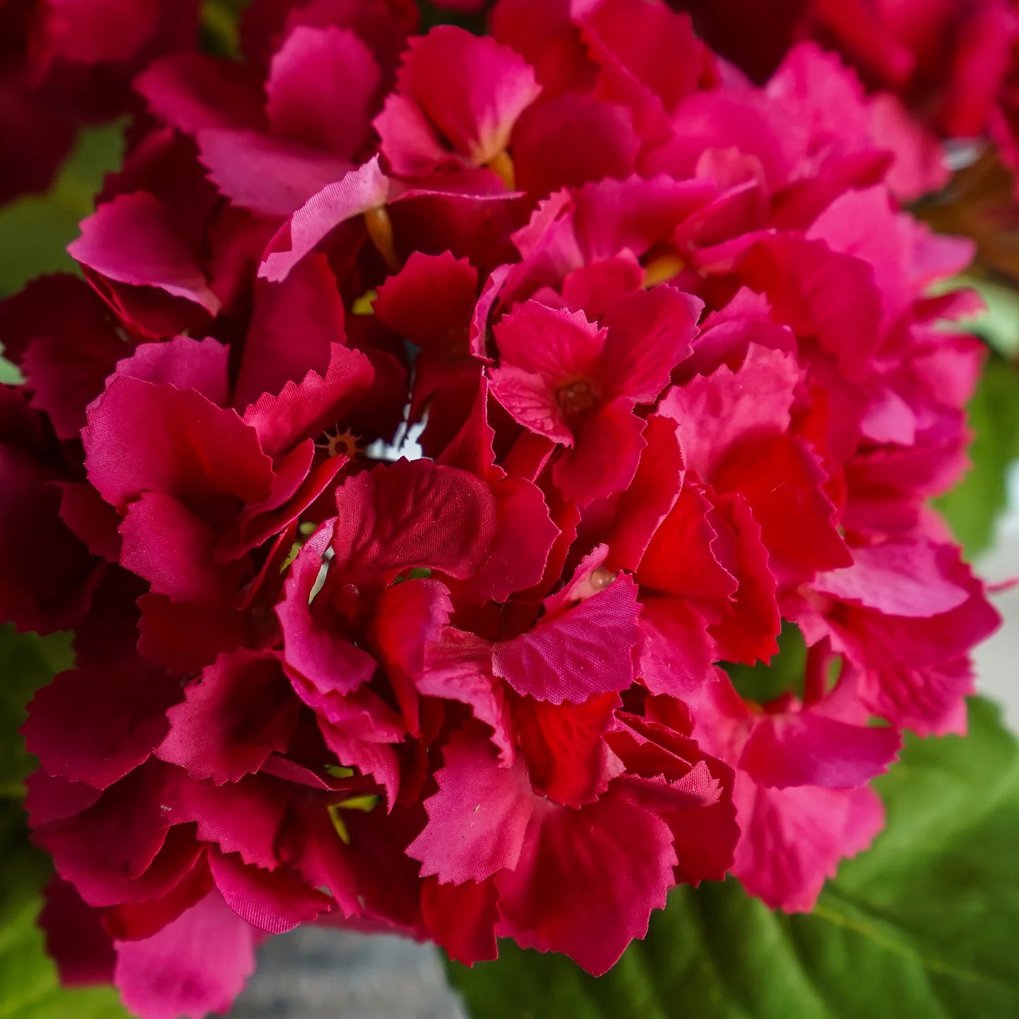 Tiffany Hydrangea in Fuchsia - 20"