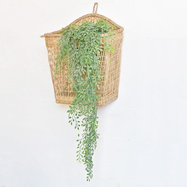 Hanging Sysygium - 37"