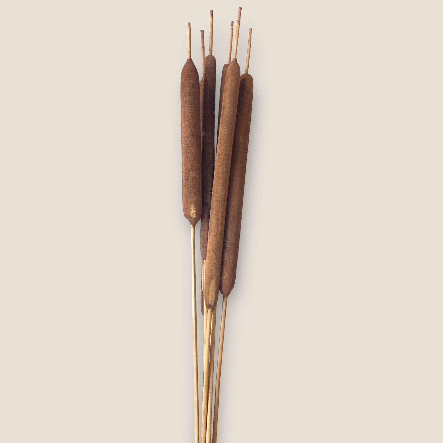 Cattail - Set of 6 Tails
