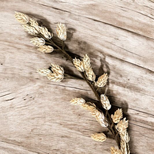 Cream Hops Garland - 48"