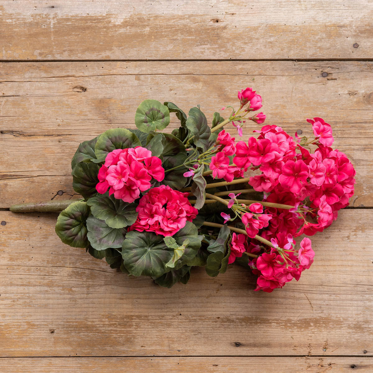 Dark Pink Geranium Bush - 19.5"