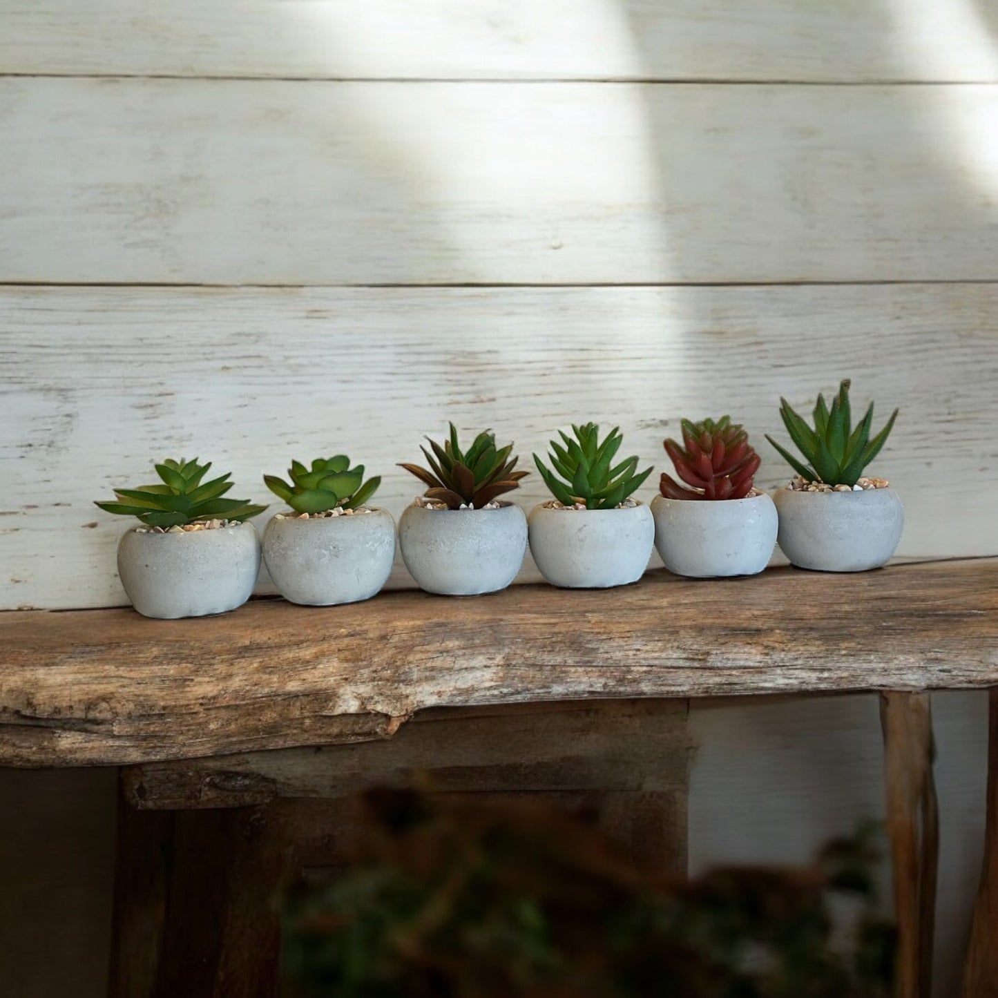 Mini Succulent - 6 Styles