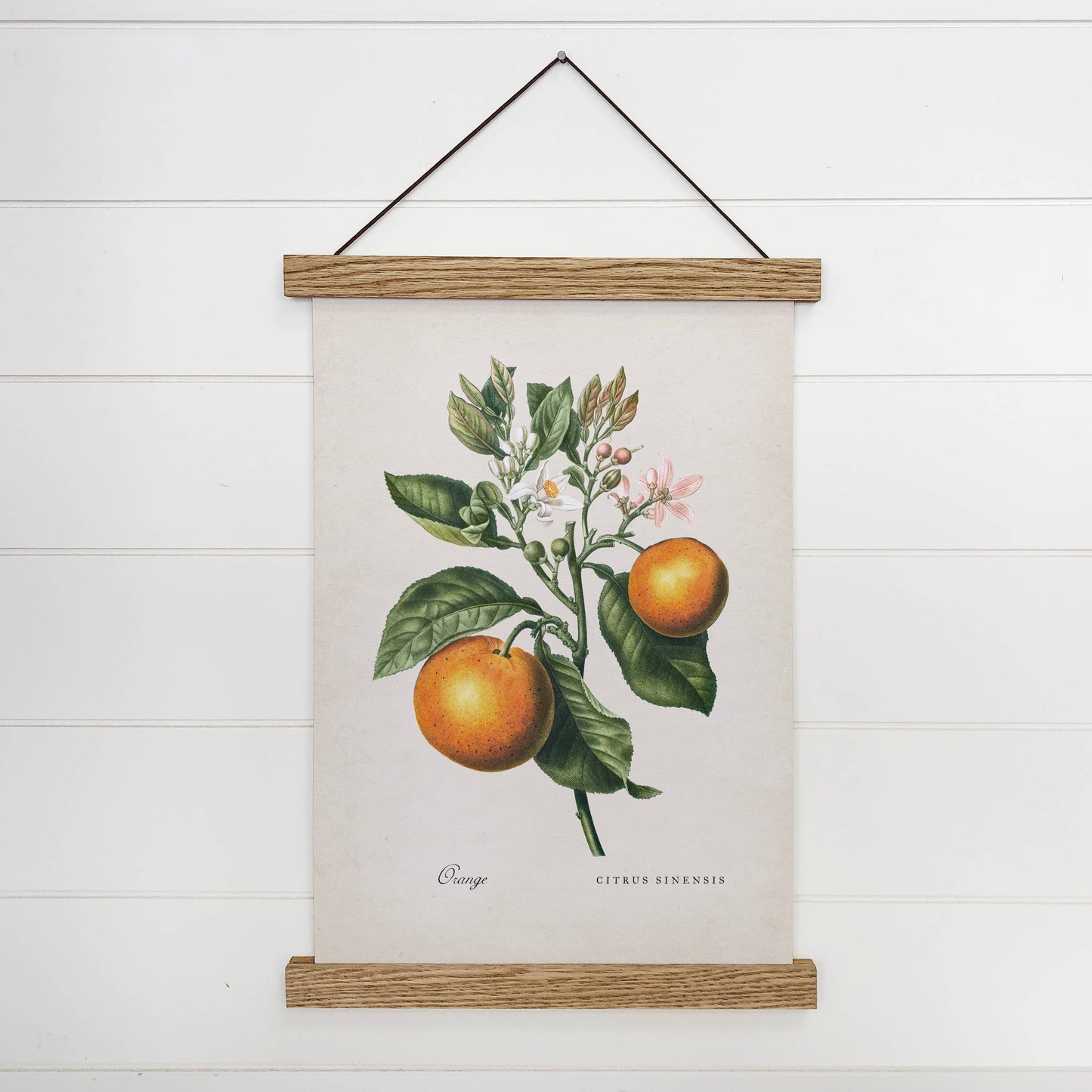 Hanging Canvas Art - Botanical Orange