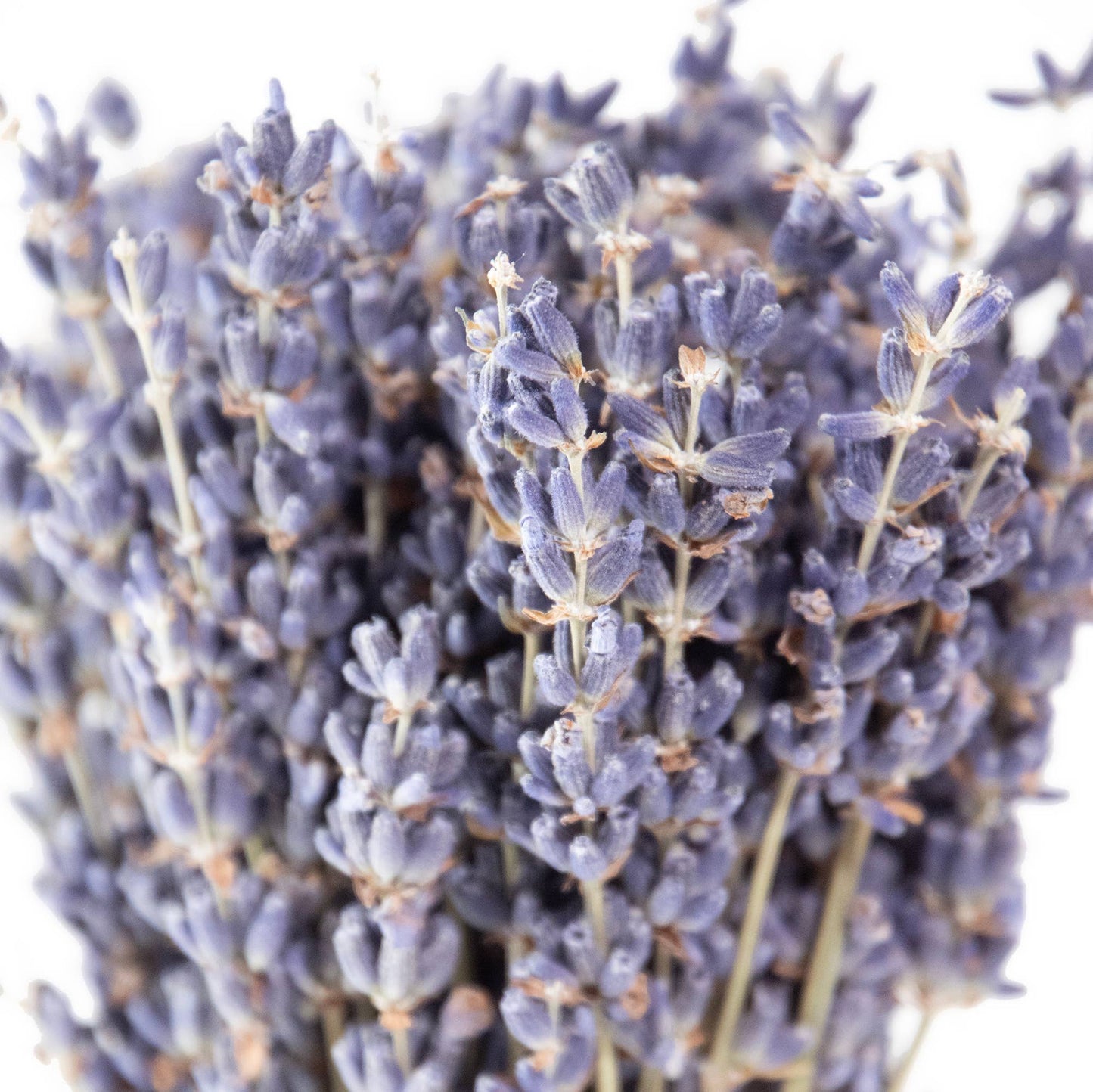 Mini French Lavender Bundle