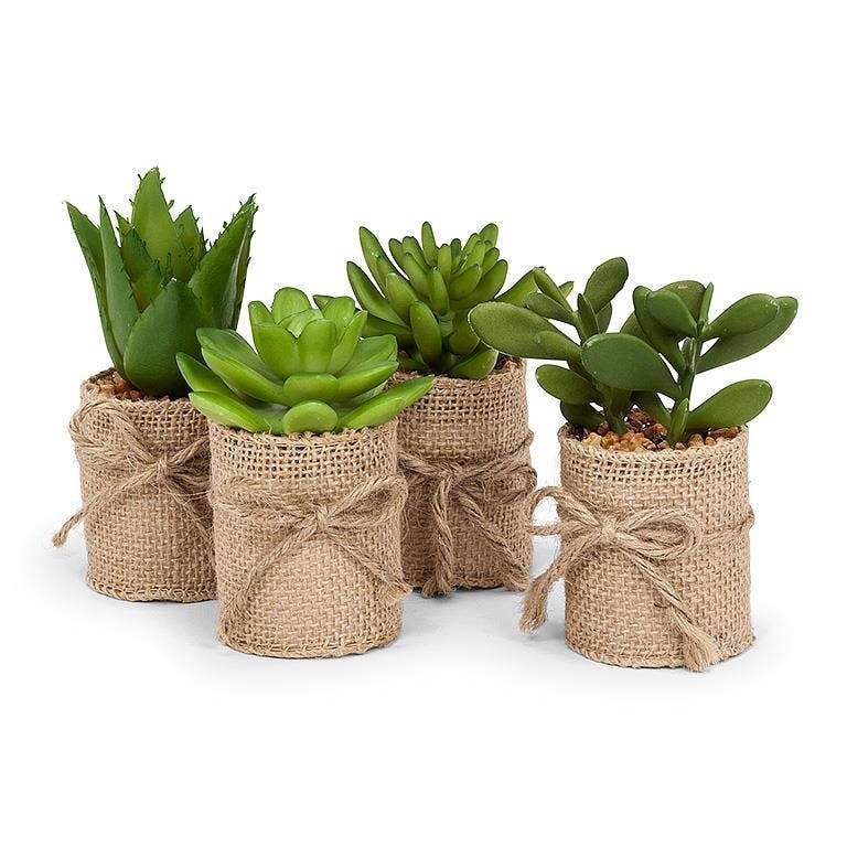 Succulents in Burlap Wrap - 4"