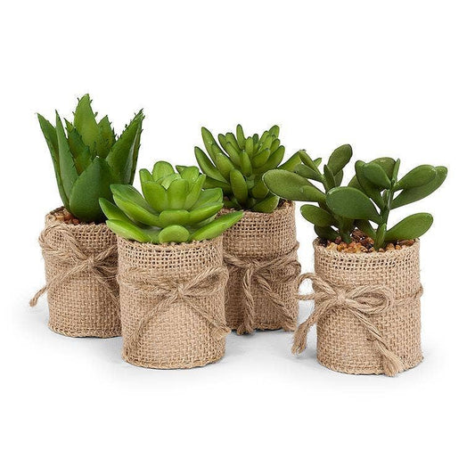 Succulents in Burlap Wrap - 4"