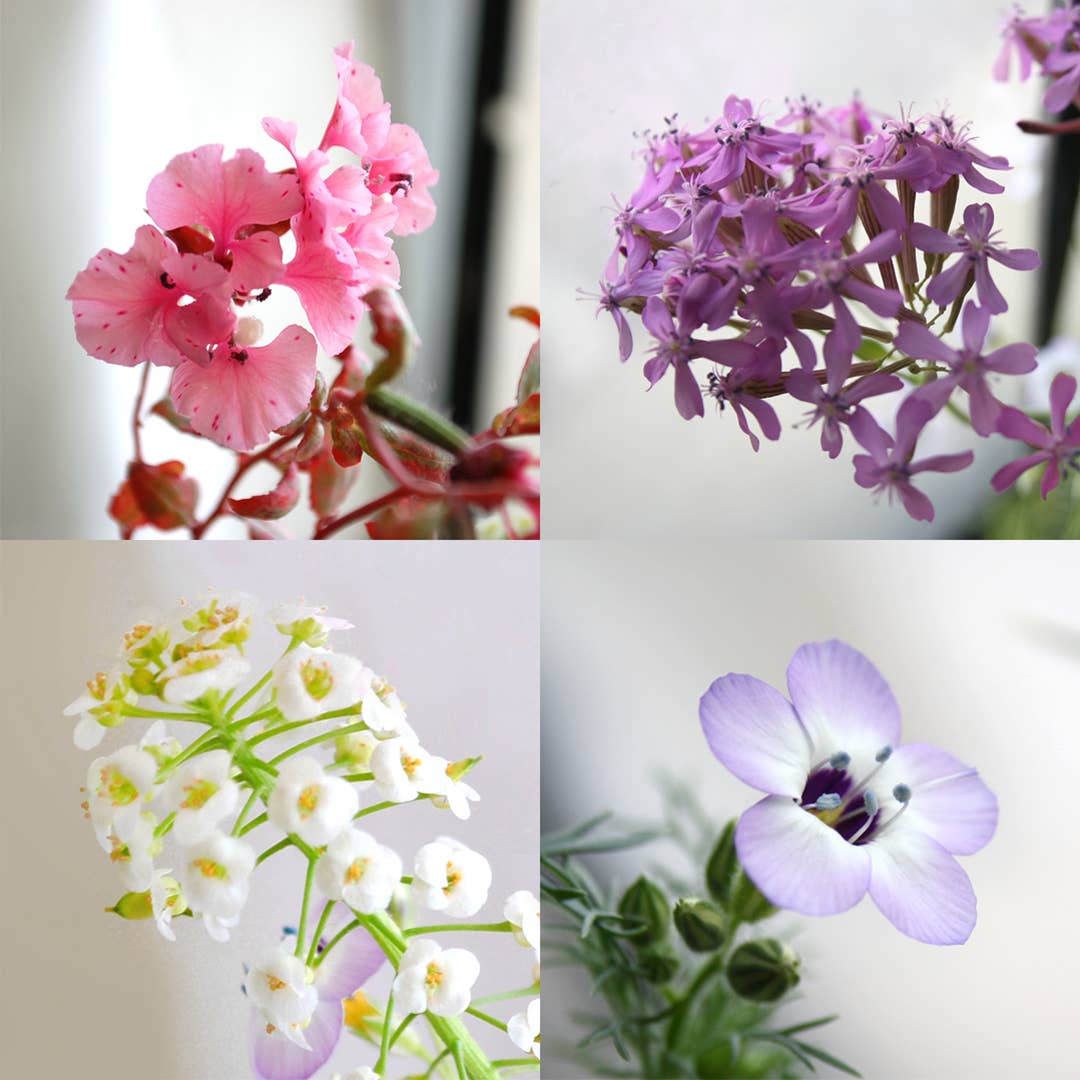 Plantable Seed Paper Greeting Card - ...little lady