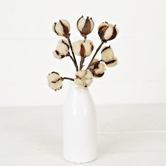 Tea-stain Cotton Bush - 13"