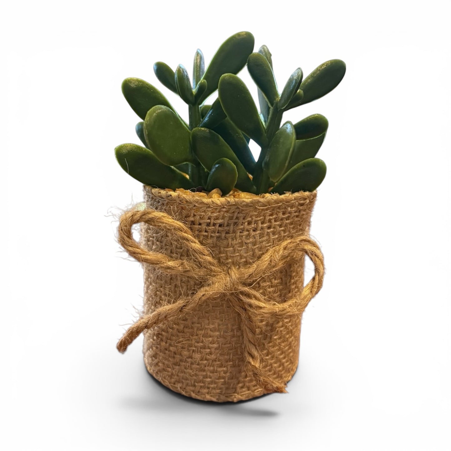 Succulents in Burlap Wrap - 4"