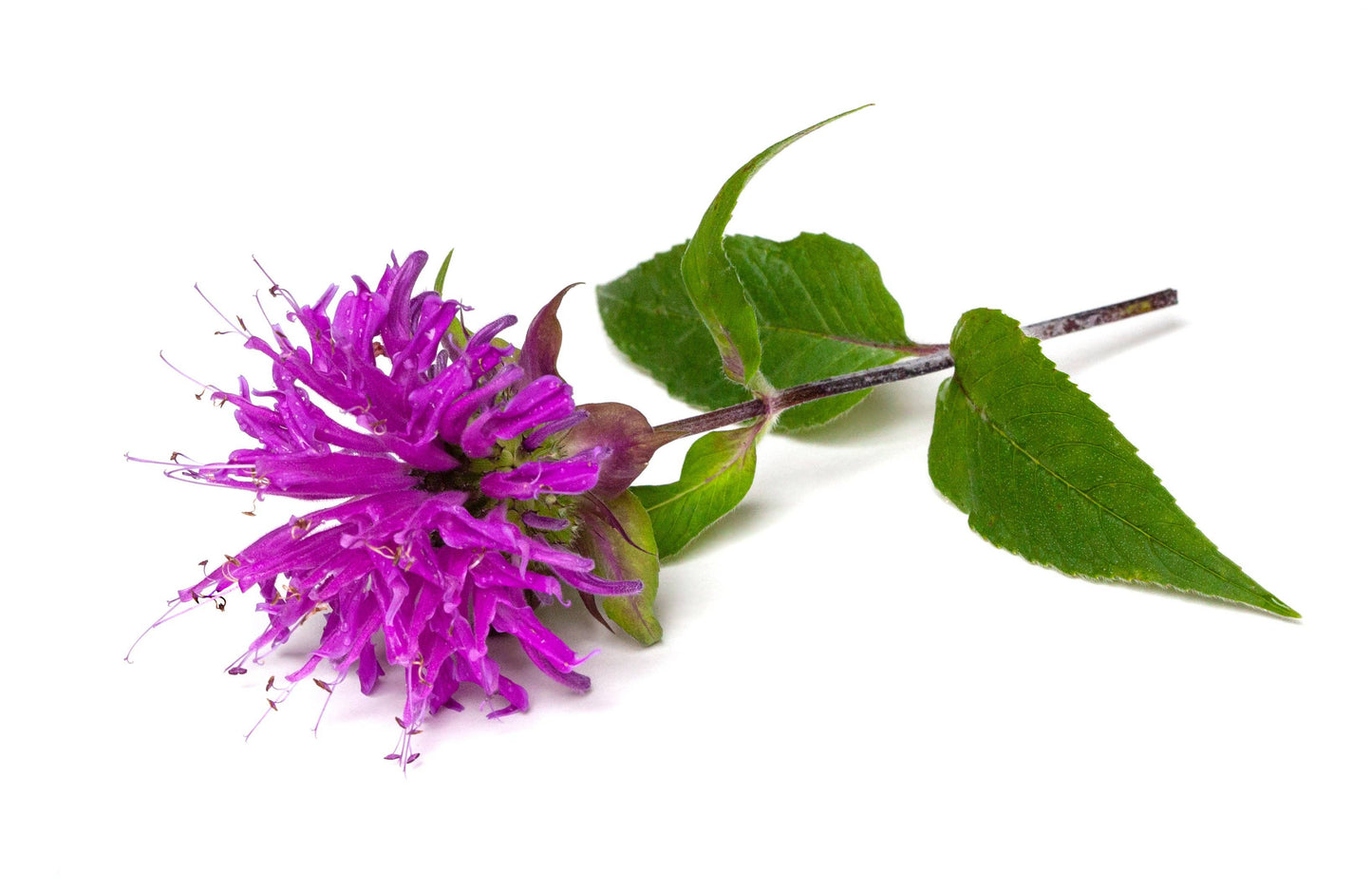 Bee Balm Seed Packet - Purple Bergamont