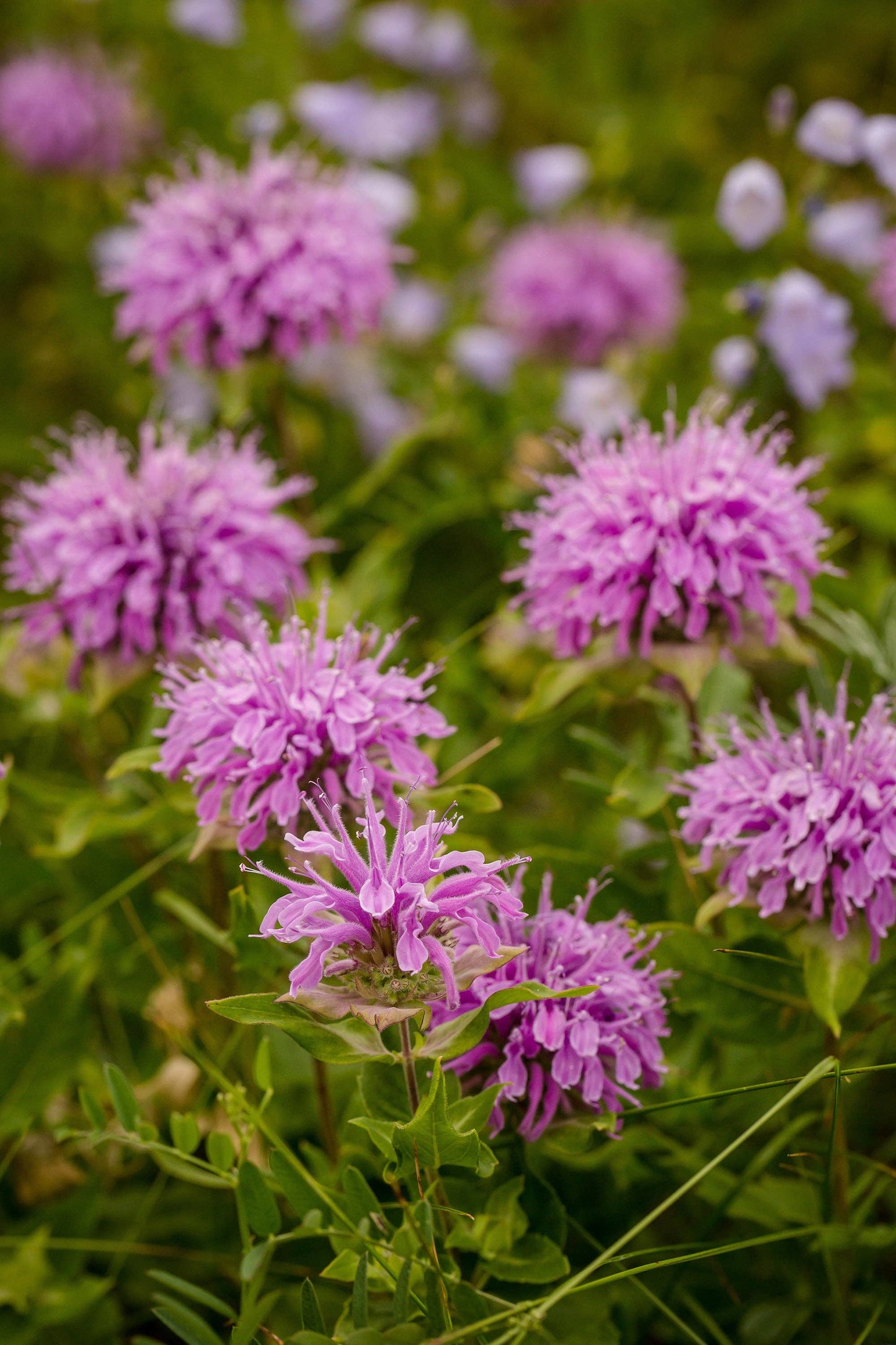 Bee Balm Seed Packet - Purple Bergamont