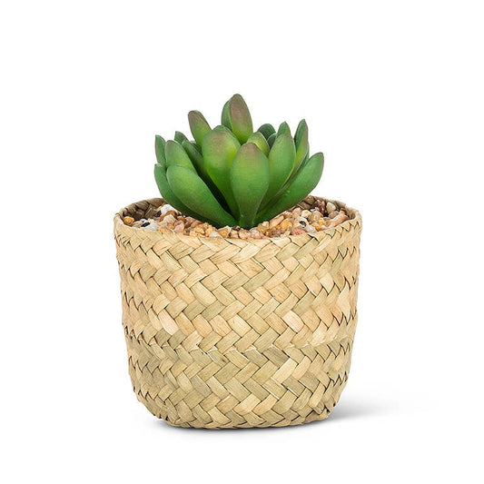 Jade Succulent in Woven Basket-4"H