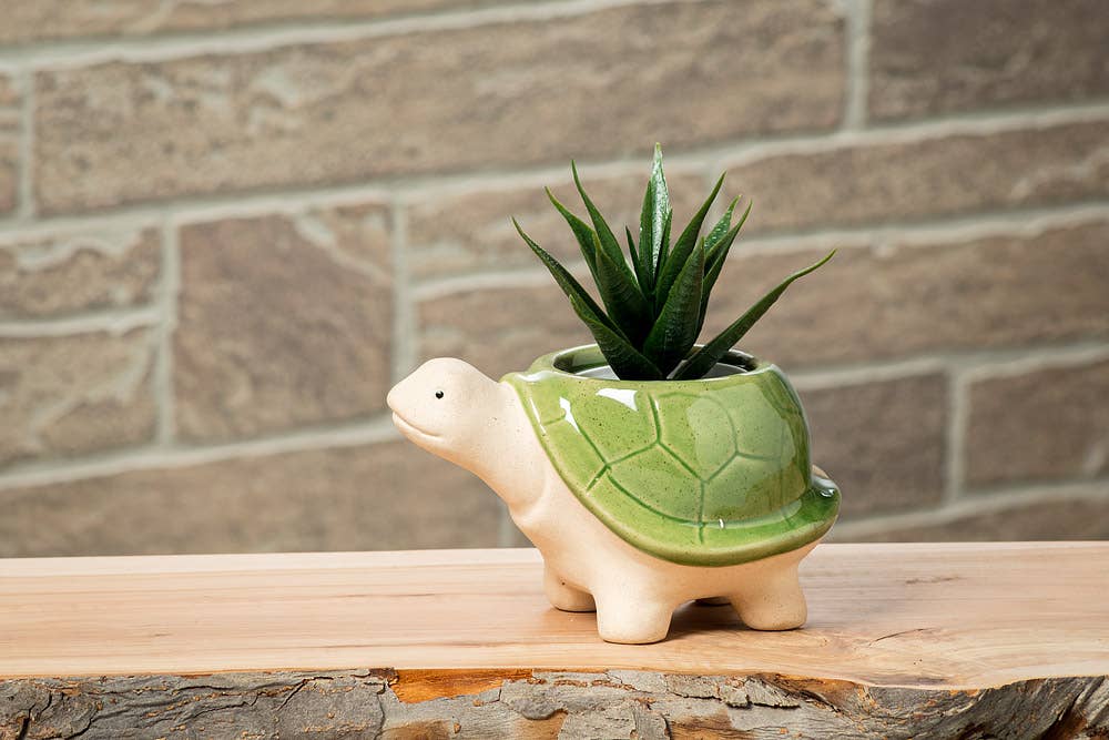 Small Turtle Planter - 3.5"