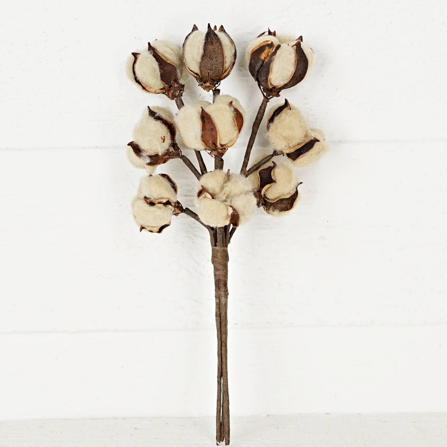 Tea-stain Cotton Bush - 13"