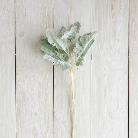 Dusty Miller Pick - 18"