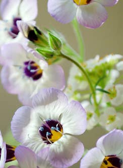 Plantable Greeting Card - Wildflower bouquet and ladybug