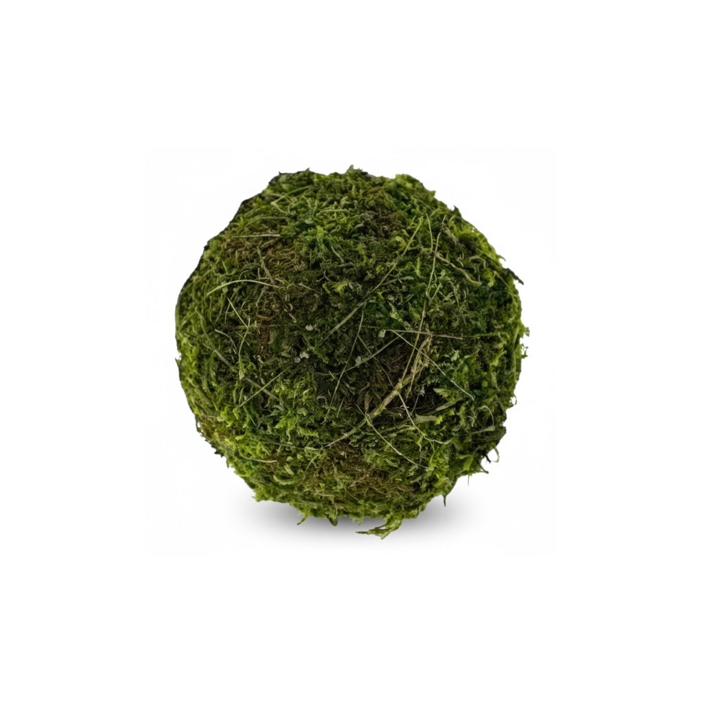 Moss balls, dried moss orbs - 4in