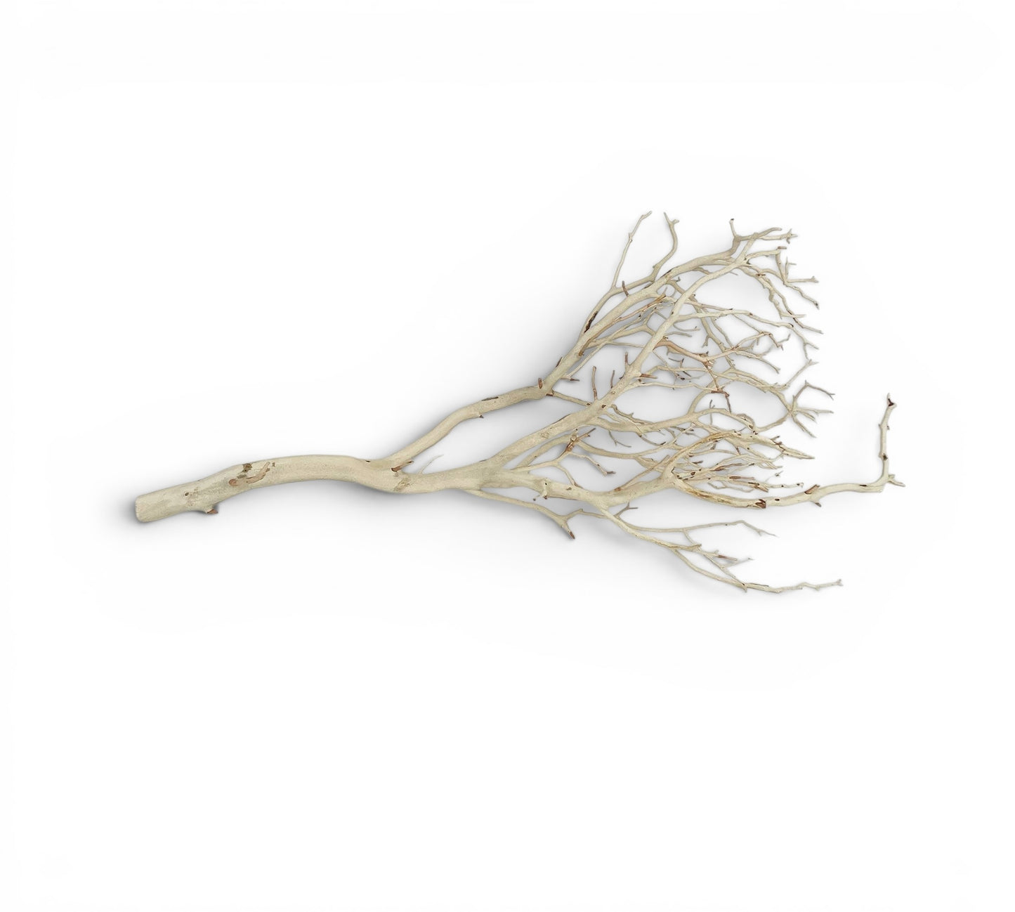 Manzanita Sandblasted Branches, 18" - 22"
