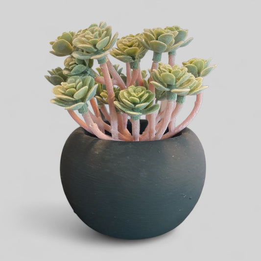 Flocking Succulent Lotus in Black Pot - 4.8"