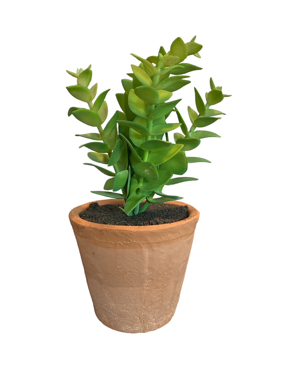 Cassula Succulent in Clay Pot - 8.25"