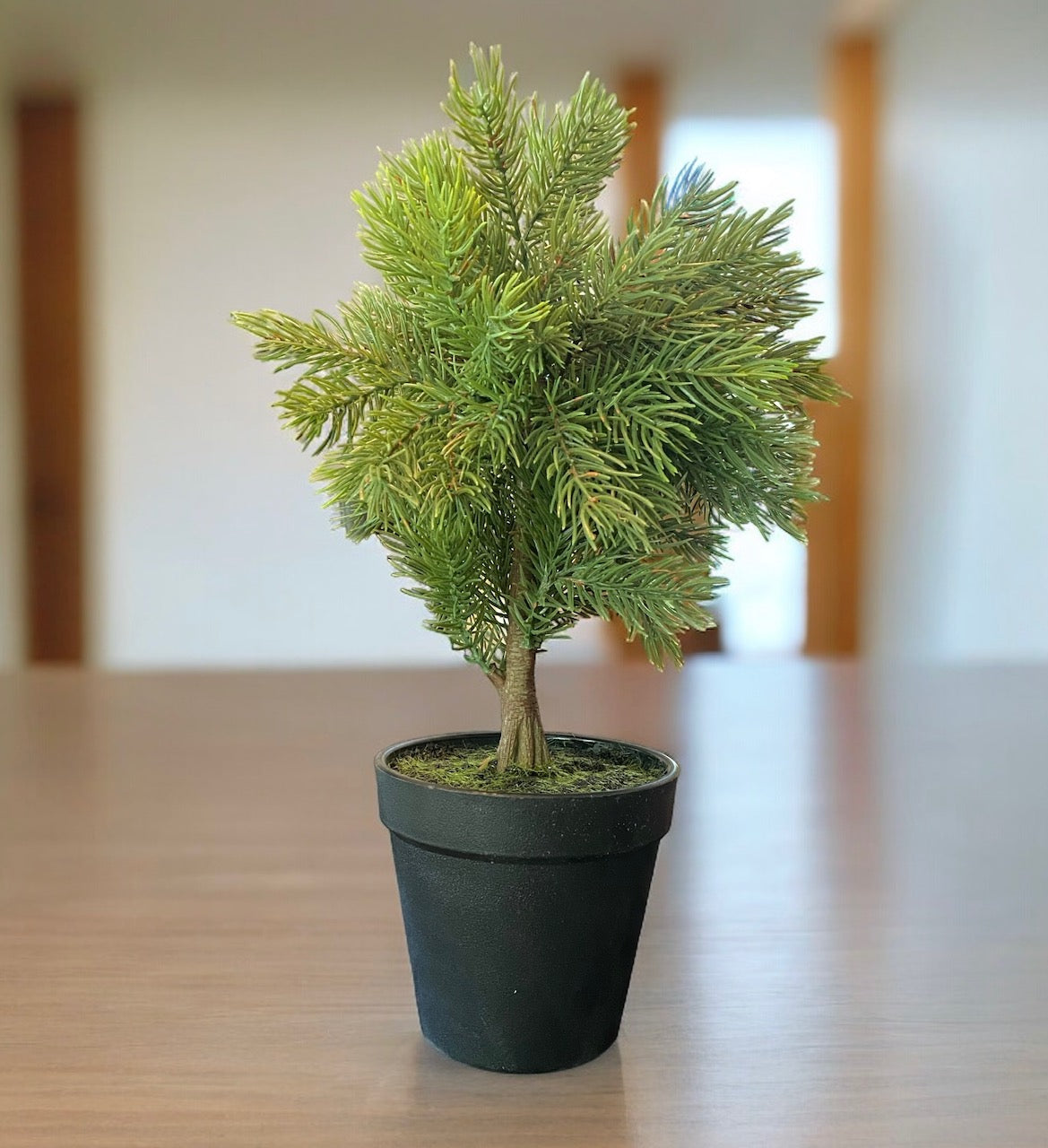 Dwarf Faux Pine in Black Pot - 12"