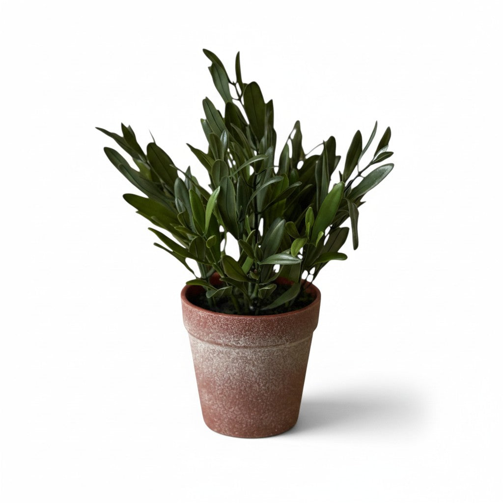 Olive Herbon Pot - 10"