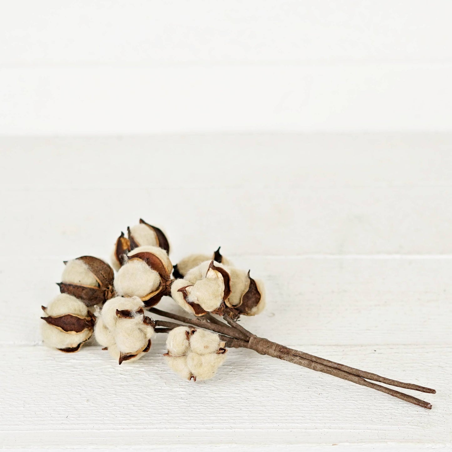 Tea-stain Cotton Bush - 13"
