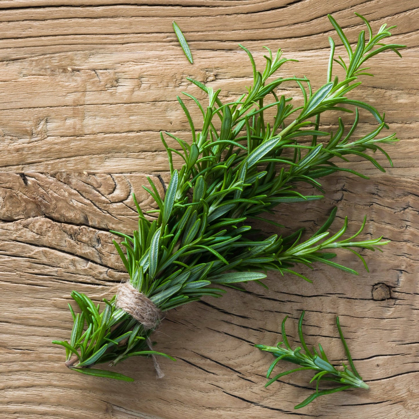 Rosemary Seed Packet