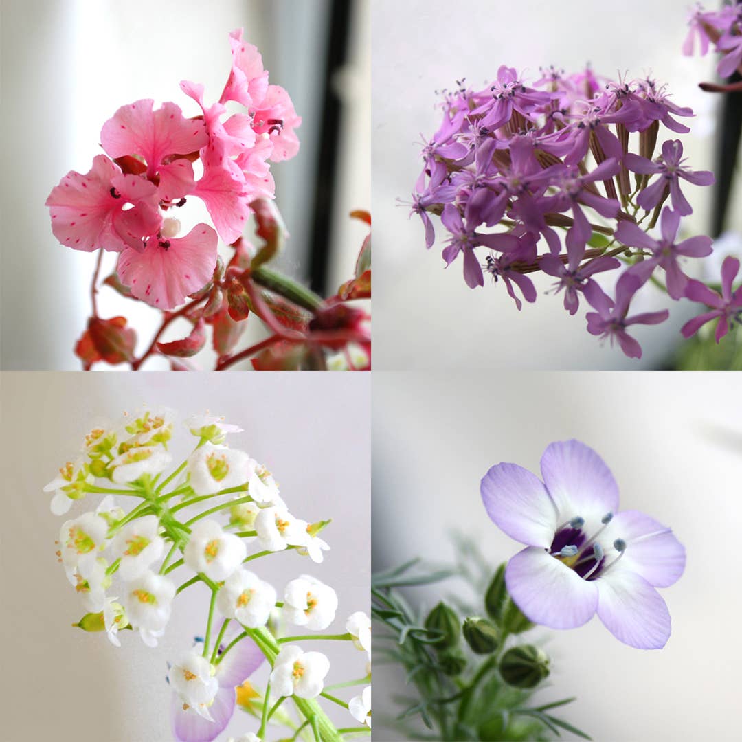 Wildflower Plantable Greeting Card