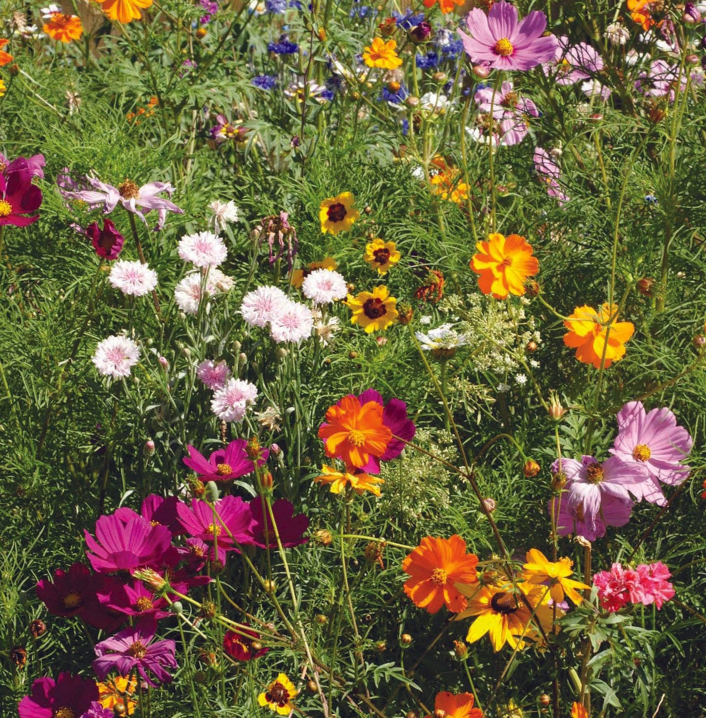 Pollinator Wildflower Mix Seed Packet