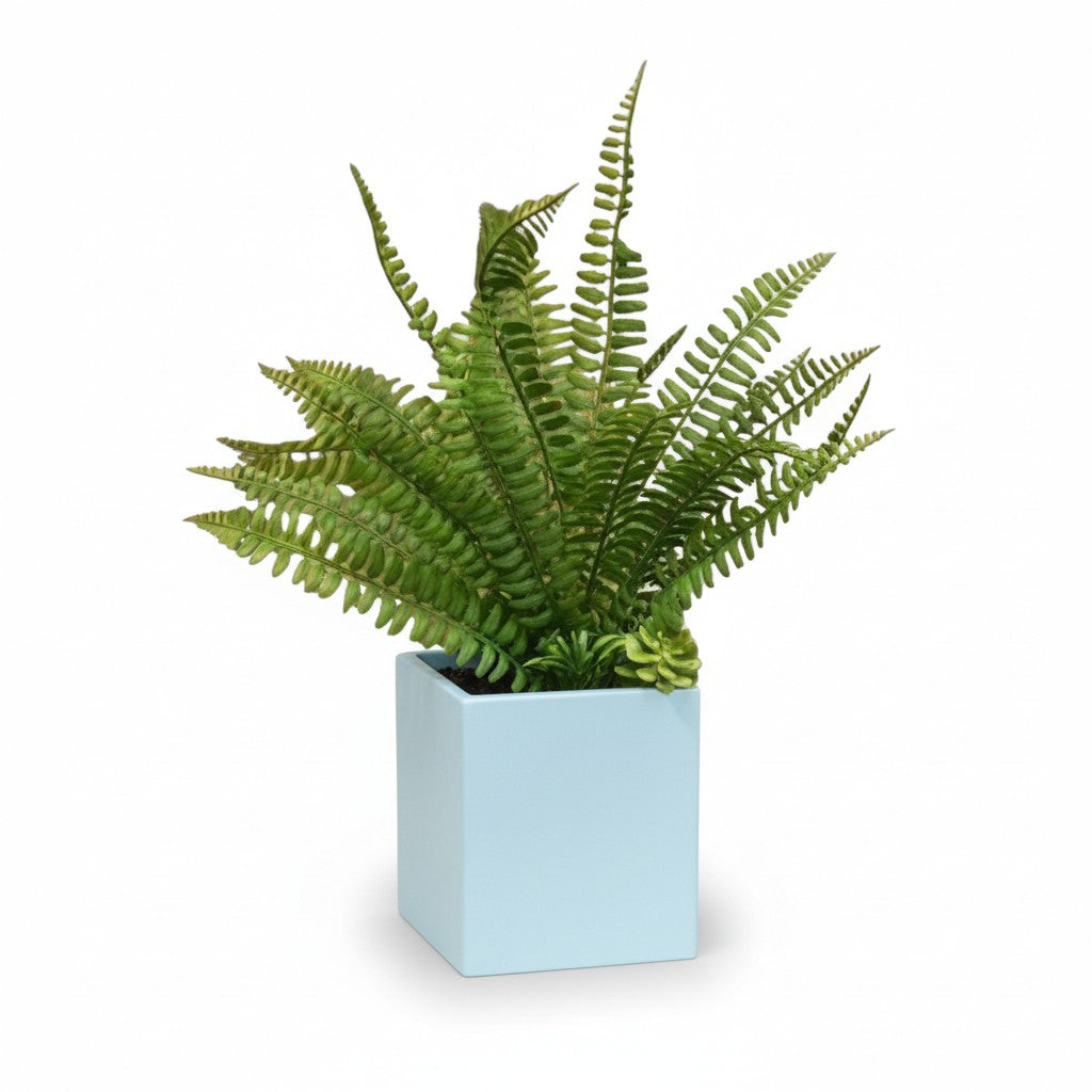 Fern in Light Blue Box Planter