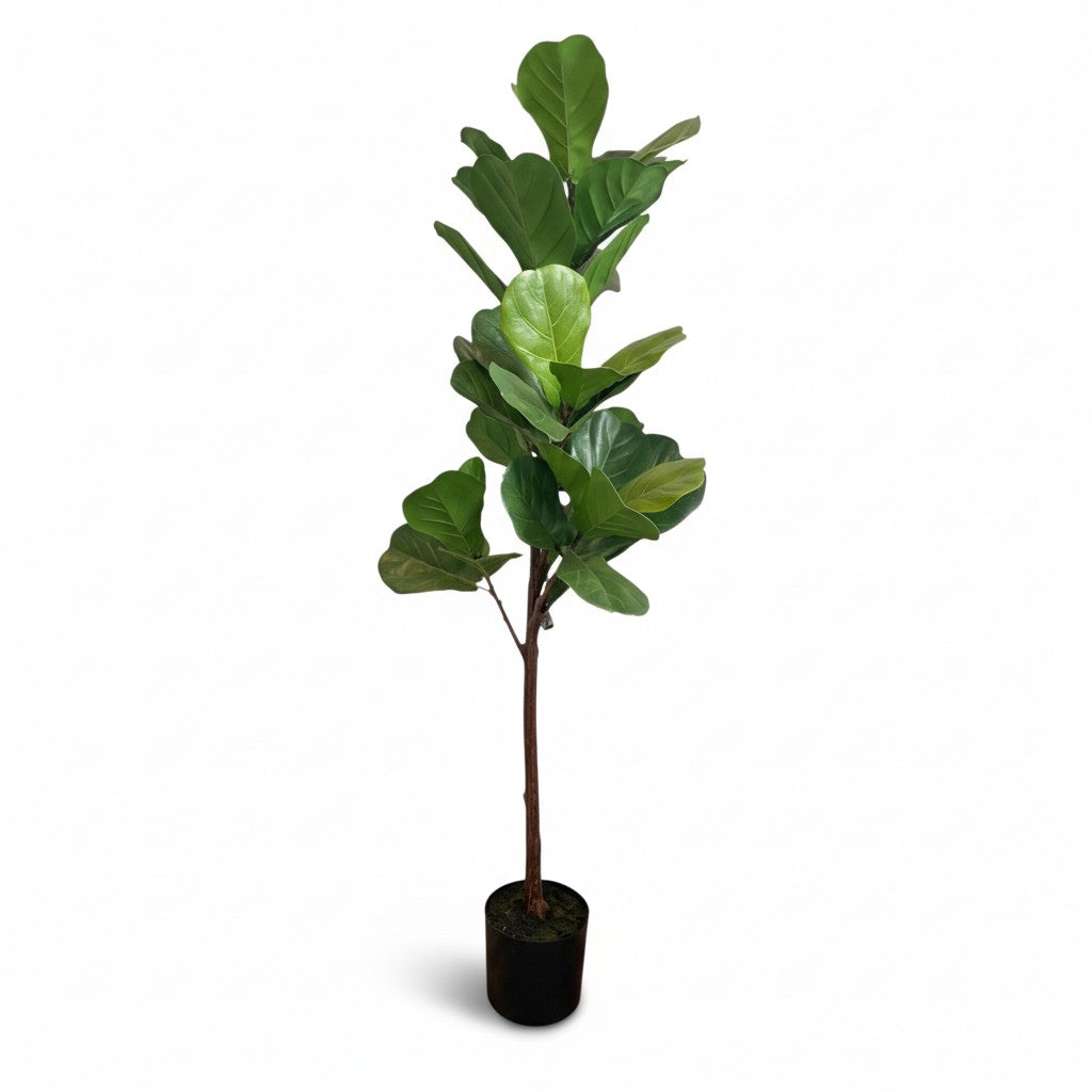 Fiddleleaf Tree - 51"