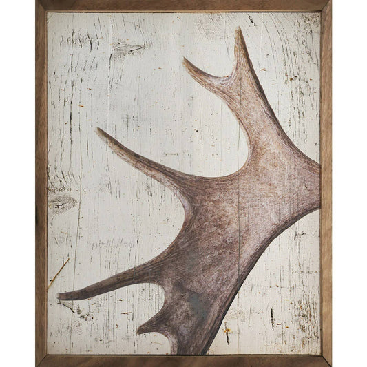 Moose Antler - 8"x10"